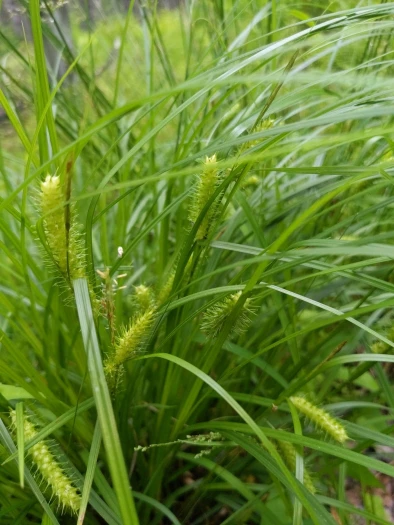 Carex baileyi image