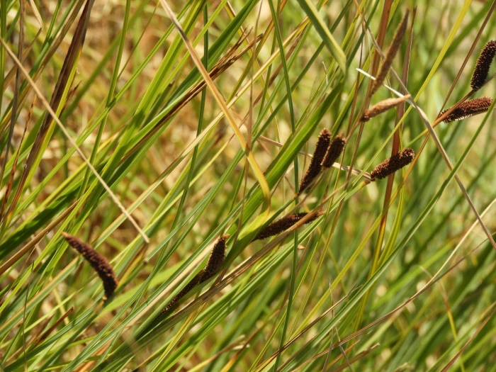 Carex barbarae image