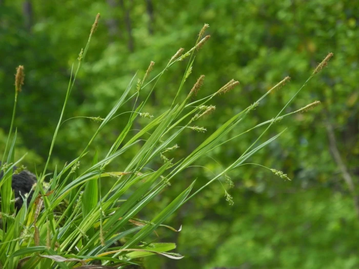 Carex blanda image