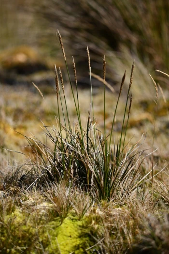 Carex brevicaulis image