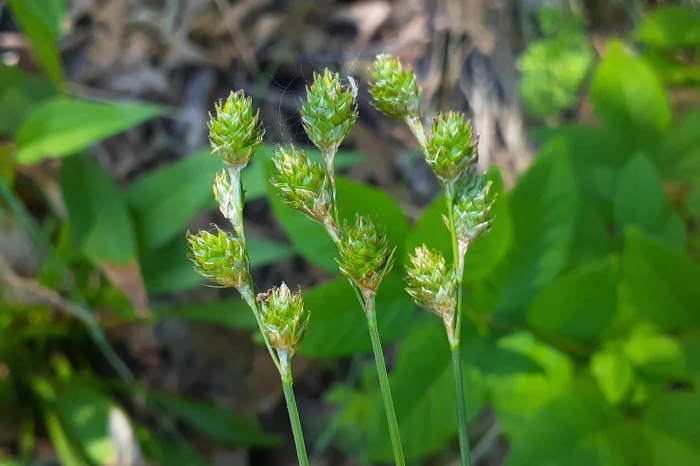 Carex brevior image