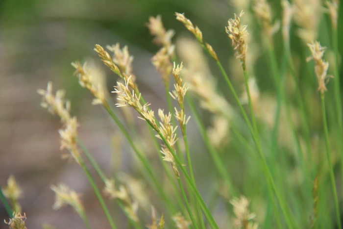 Carex bromoides image