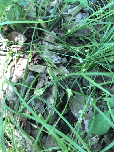 Carex bulbostylis image