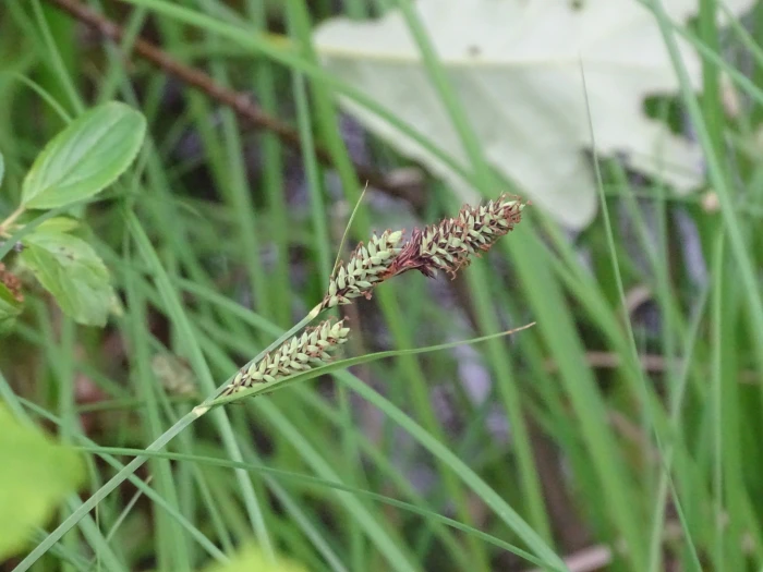 Carex buxbaumii image