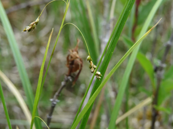 Carex capillaris image