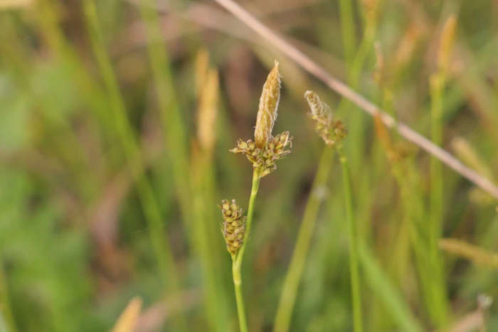 Carex caryophyllea image