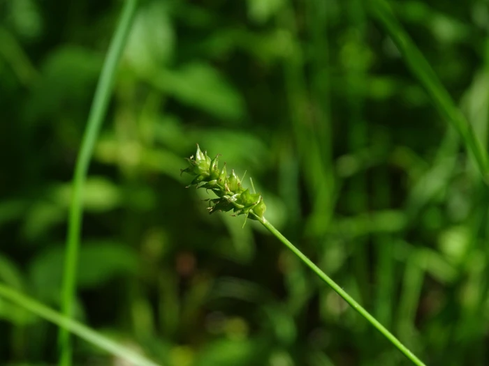Carex cephalophora image