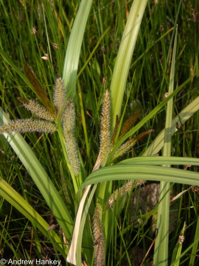 Carex cognata image