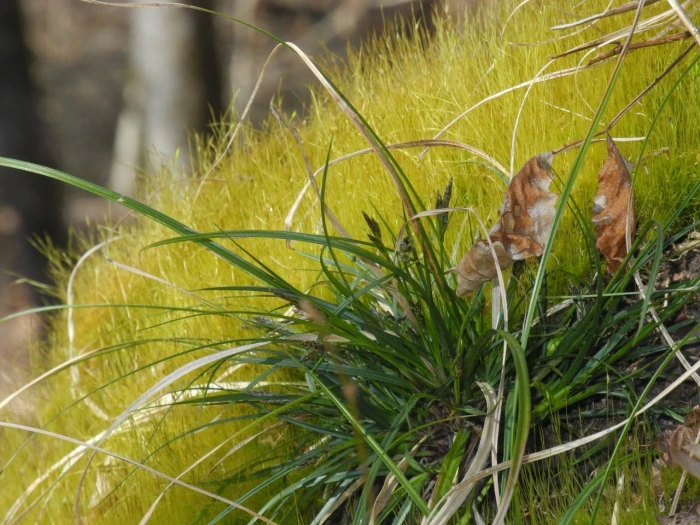 Carex communis image