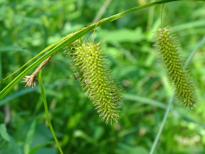 Carex comosa image