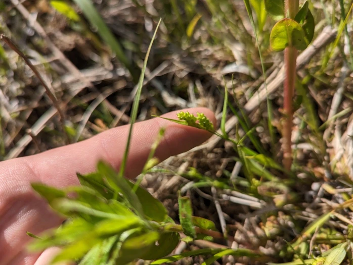 Carex conoidea image