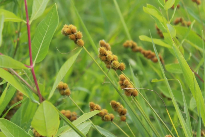 Carex cristatella image
