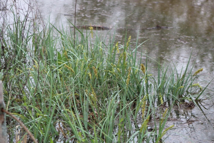 Carex crus-corvi image