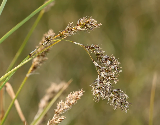Carex cusickii image