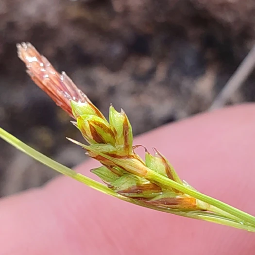 Carex depressa image