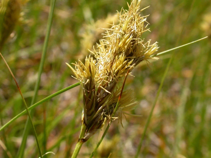 Carex douglasii image