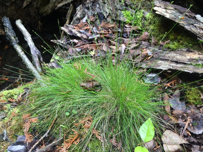 Carex eburnea image