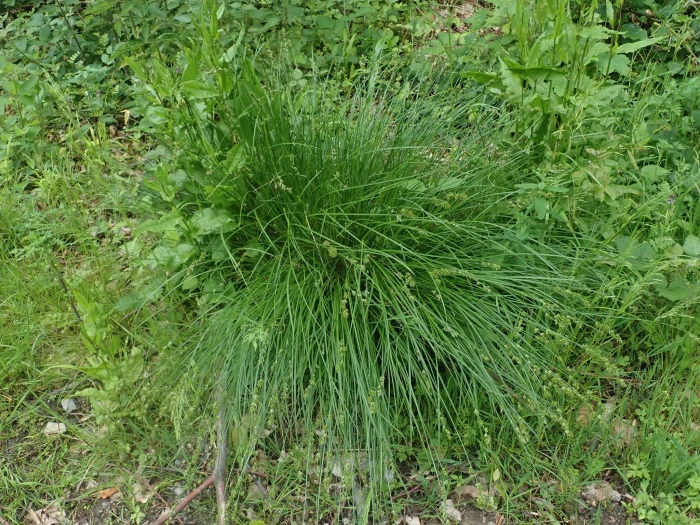 Carex echinata image