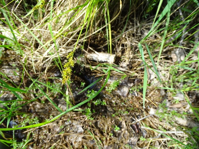 Carex elongata image