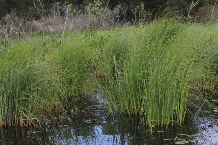 Carex emoryi image