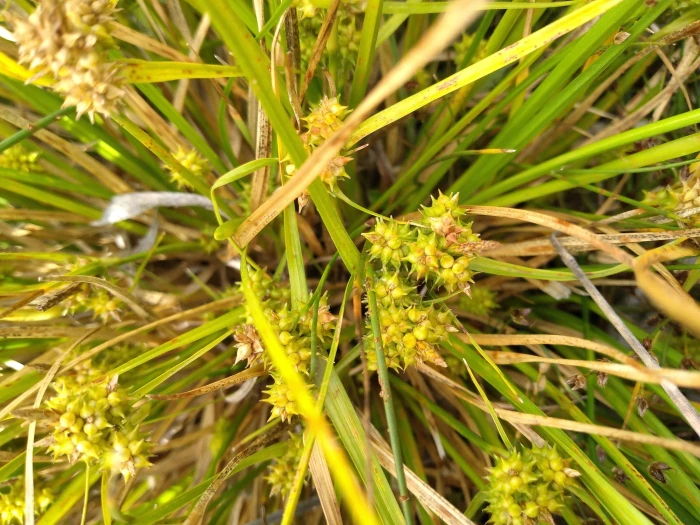 Carex flaviformis image