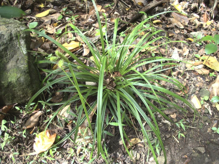 Carex forsteri image