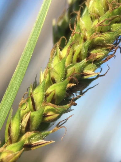 Carex halliana image