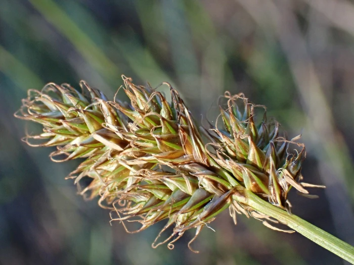 Carex harfordii image