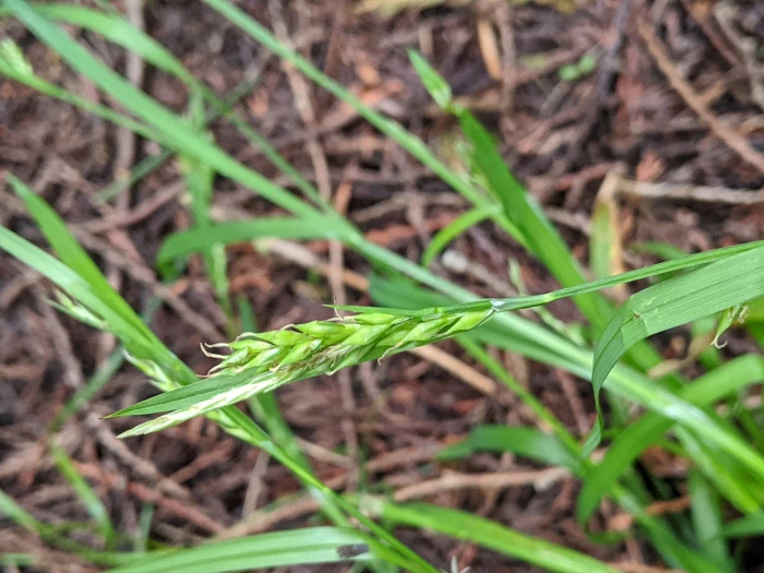 Carex hendersonii image