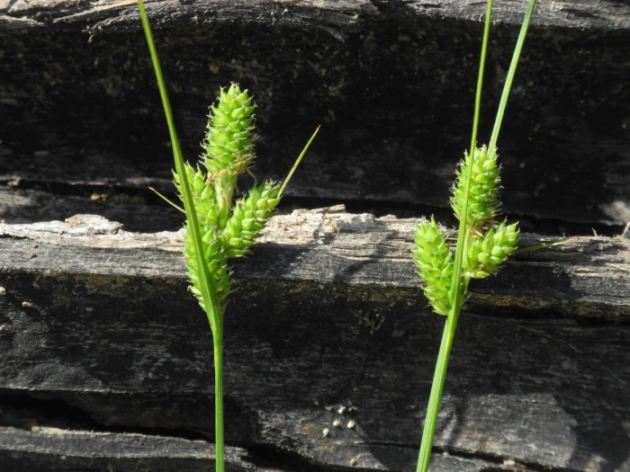 Carex hirsutella image
