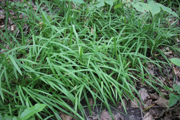 Carex hirtifolia image