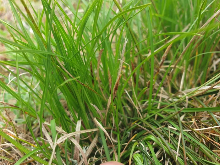Carex humilis image