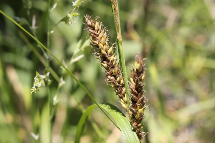 Carex hyalinolepis image