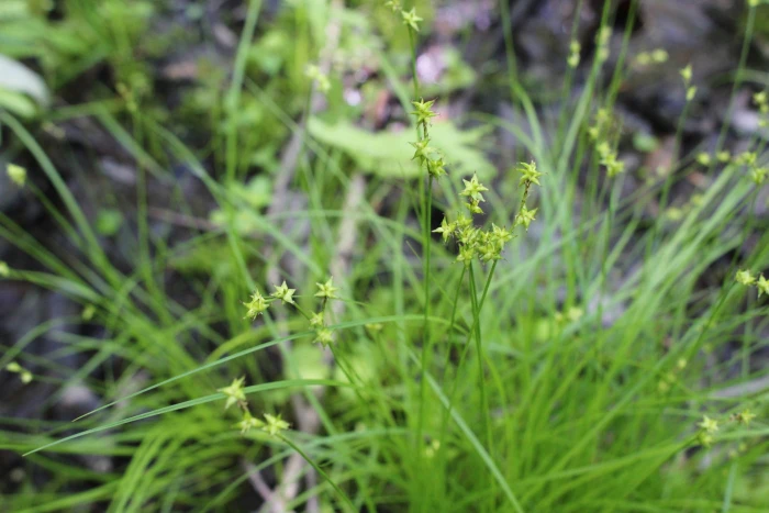 Carex interior image