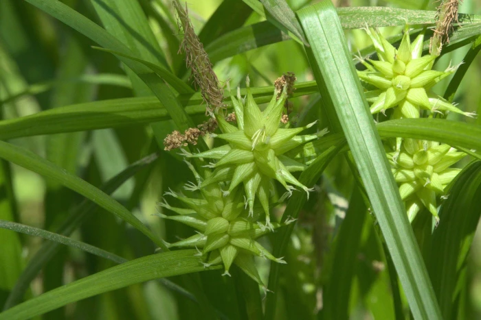 Carex intumescens image