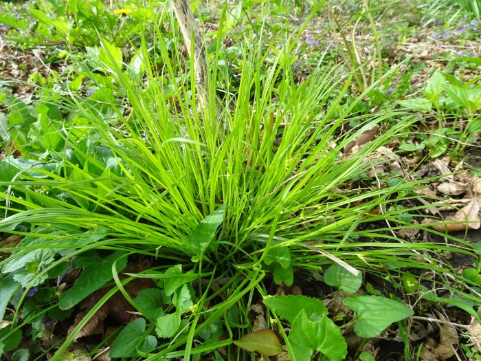 Carex jamesii image