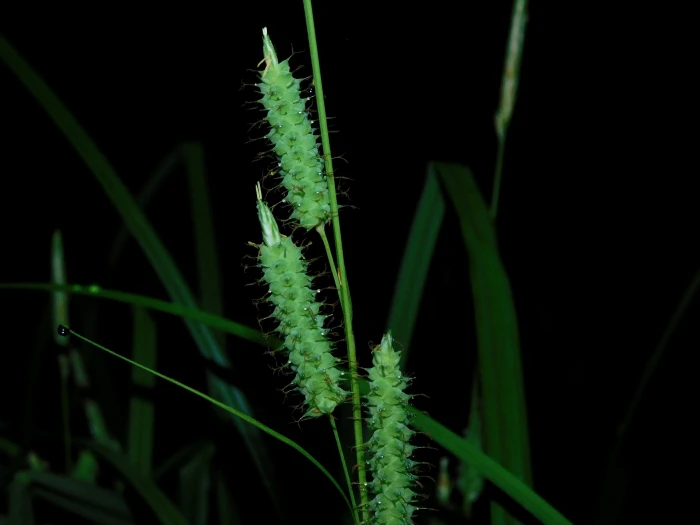 Carex joorii image