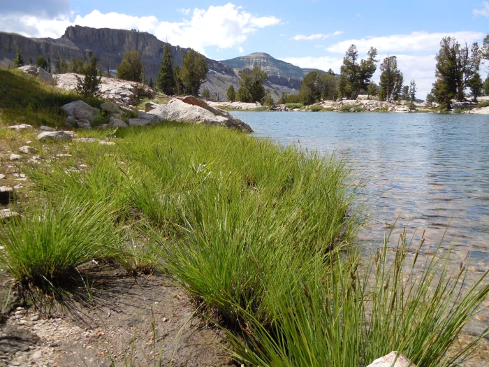 Carex kelloggii image