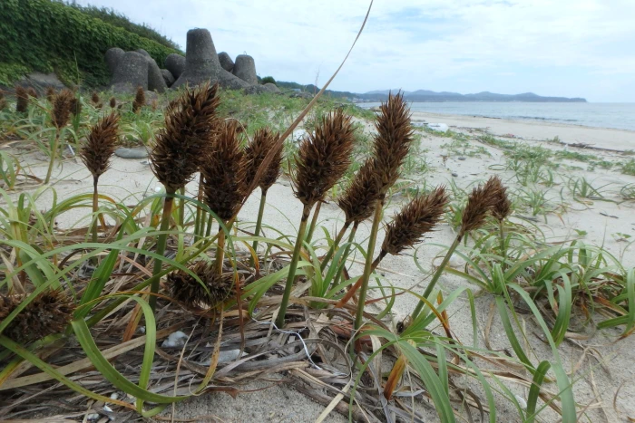 Carex kobomugi image