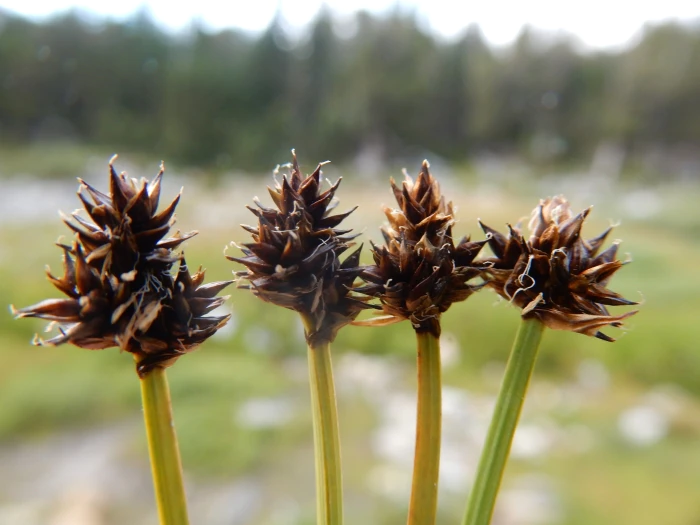 Carex lachenalii image