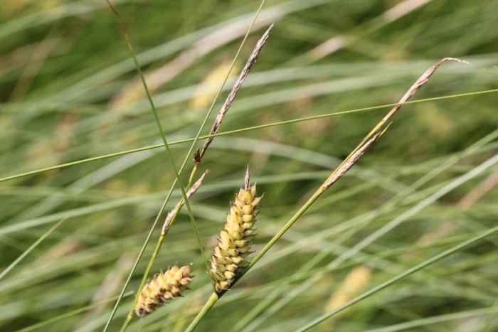 Carex lasiocarpa image