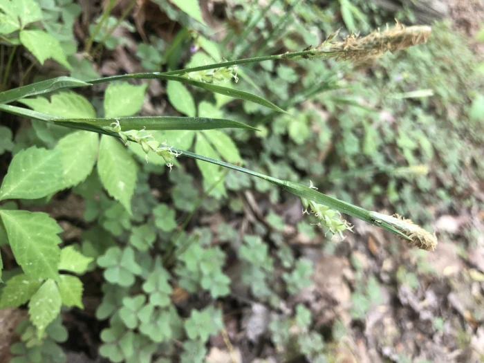 Carex laxiflora image