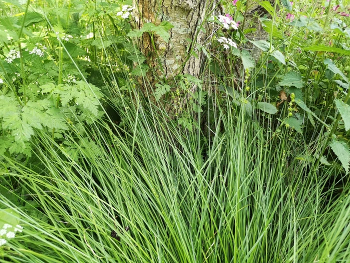 Carex leersii image