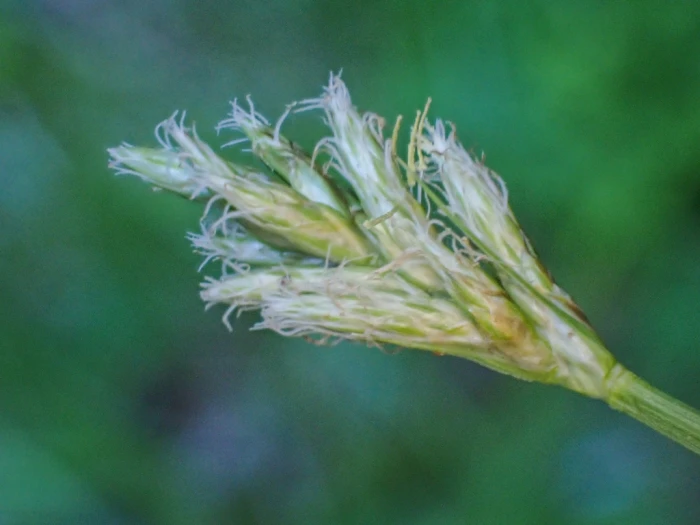 Carex leptopoda image