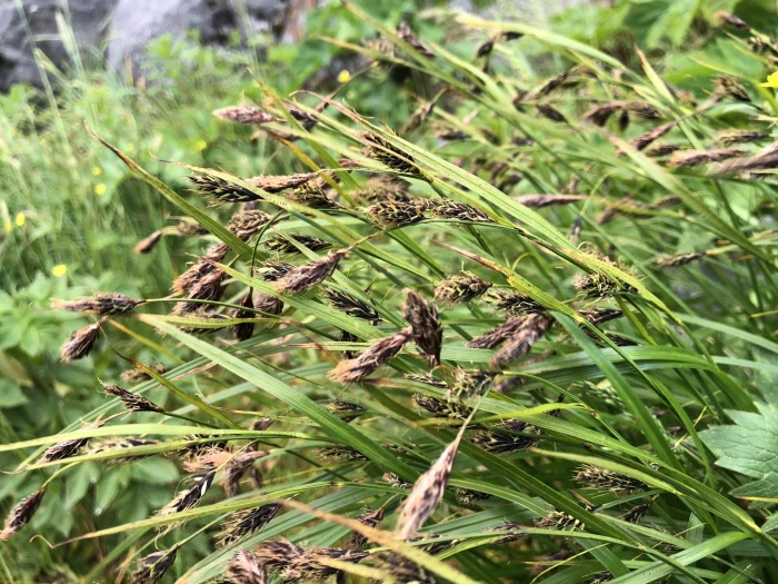 Carex macrochaeta image