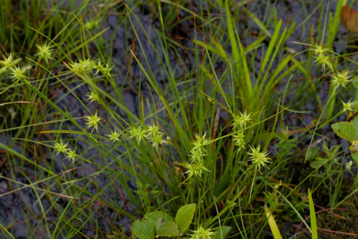 Carex michauxiana image