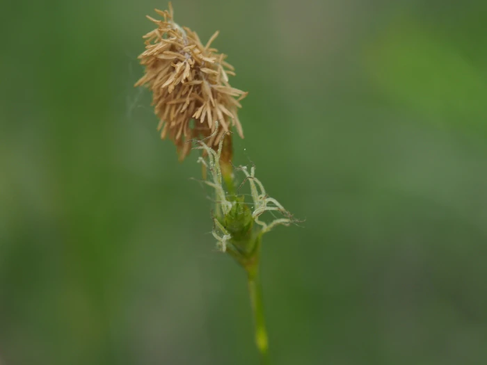 Carex michelii image