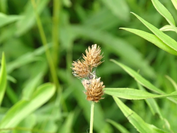 Carex molesta image