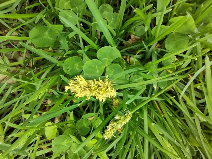 Carex muehlenbergii image