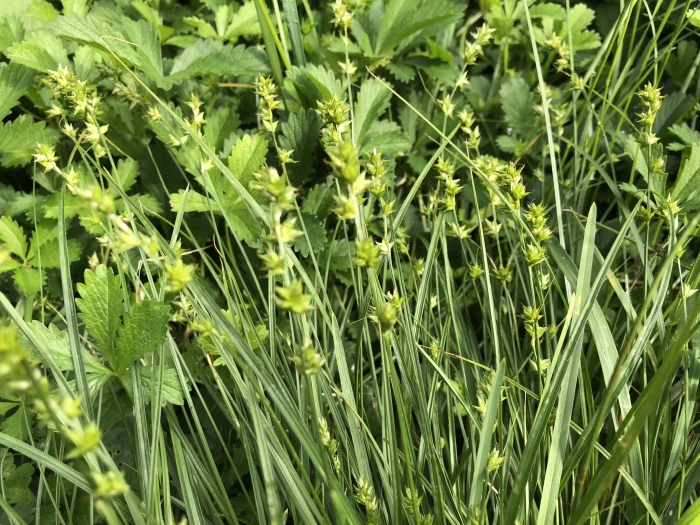 Carex muricata image